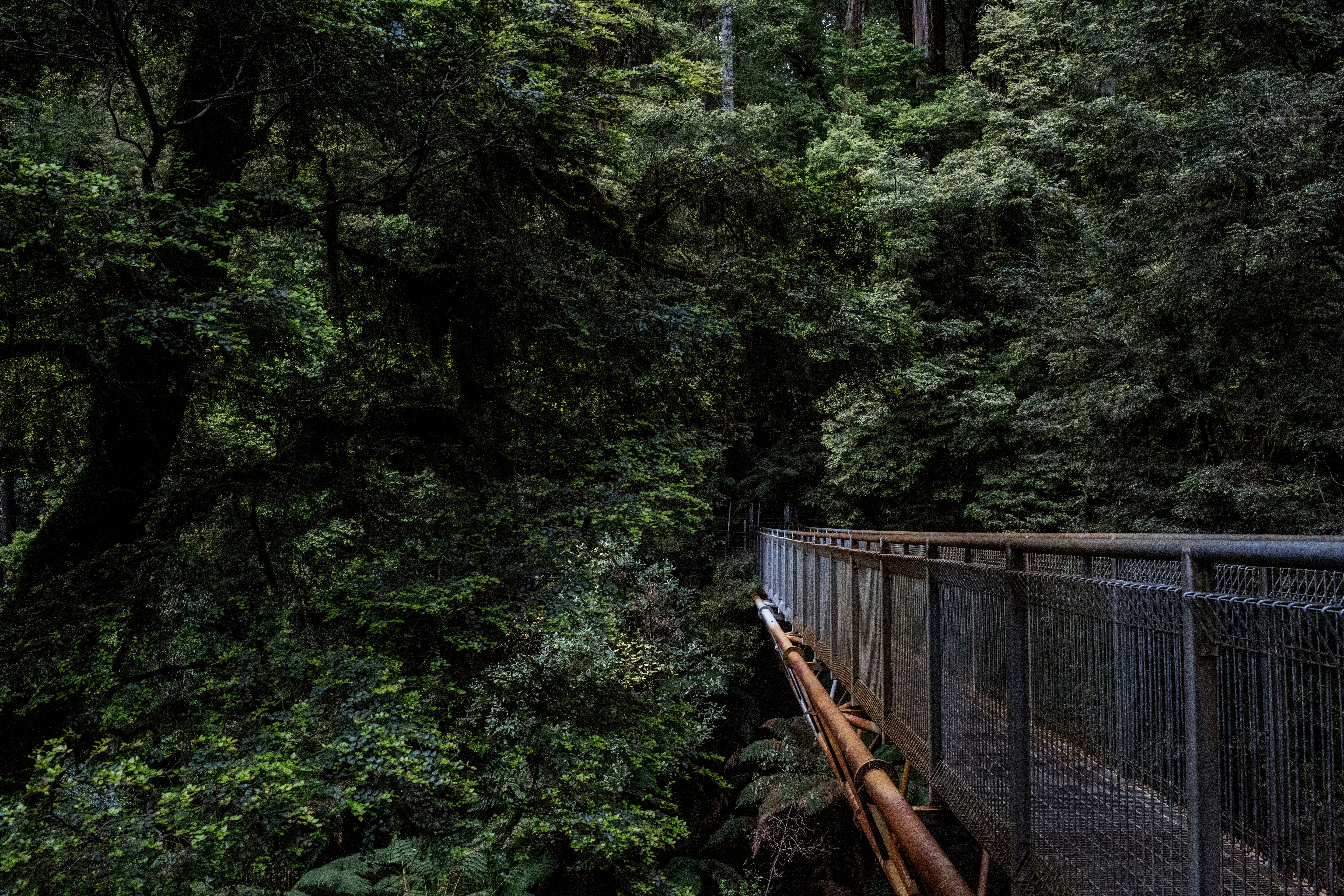 gray metal bridge surrounded with tress